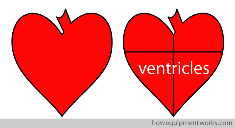 ventricles